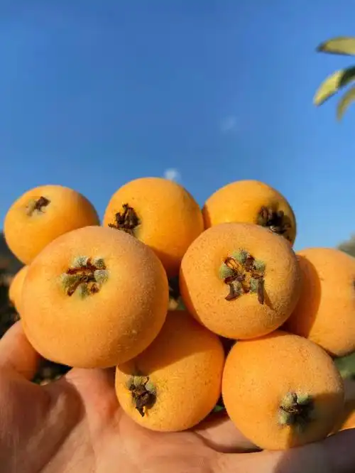 现在的枇杷很甜了