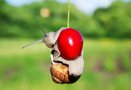 有趣的花园里的蜗牛挂在成熟的红浆果樱桃在害虫照片