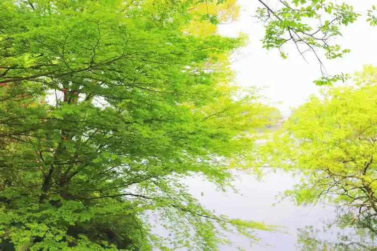 春天是充满希望的绿色