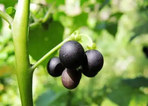 悠悠是什么水果