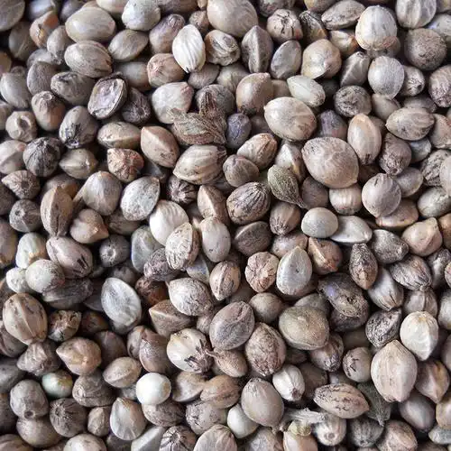 80斤/袋鸟食线麻子,鸟料火麻仁,油料火麻仁 花肥线麻子运费到付