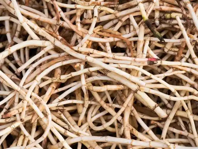 鱼腥草可以水培吗怎么水培