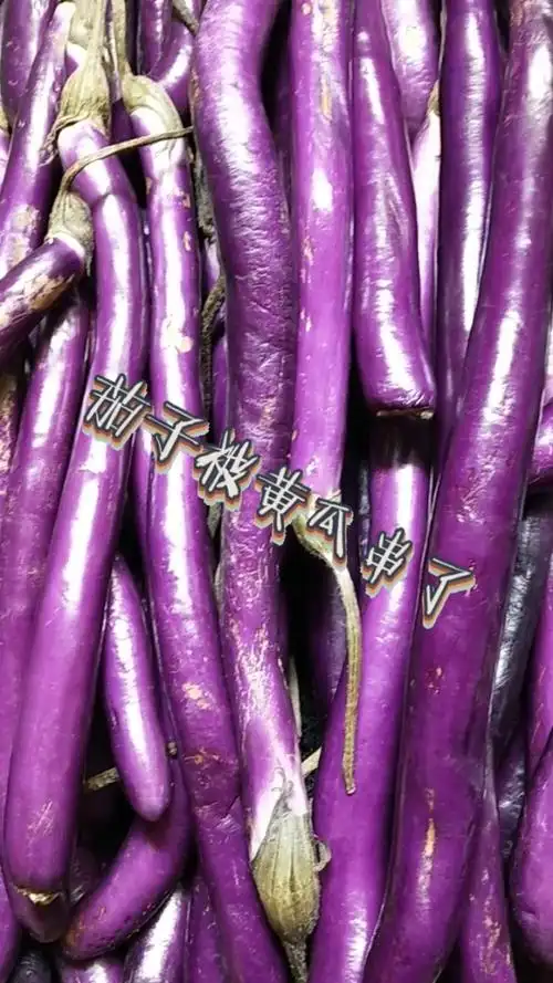 600mm长的茄子,转基因?