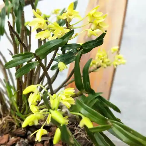 黄花细茎石斛铜皮石斛稀有兰花品种秋石斛兰带花名贵苗盆栽阿波家--爱