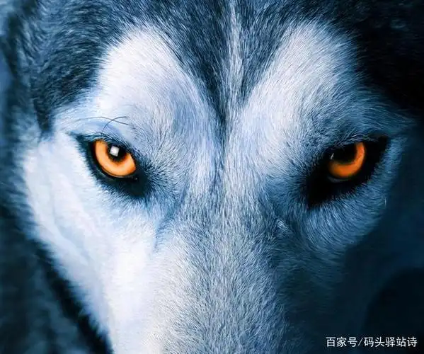 狼无野心无以生存,人无野心无以成功