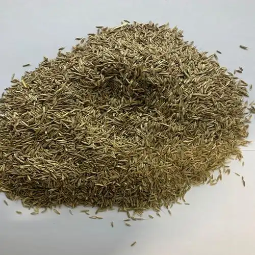 草坪种子草籽四季常青修剪牙根马尼拉护坡草皮家庭园艺种子