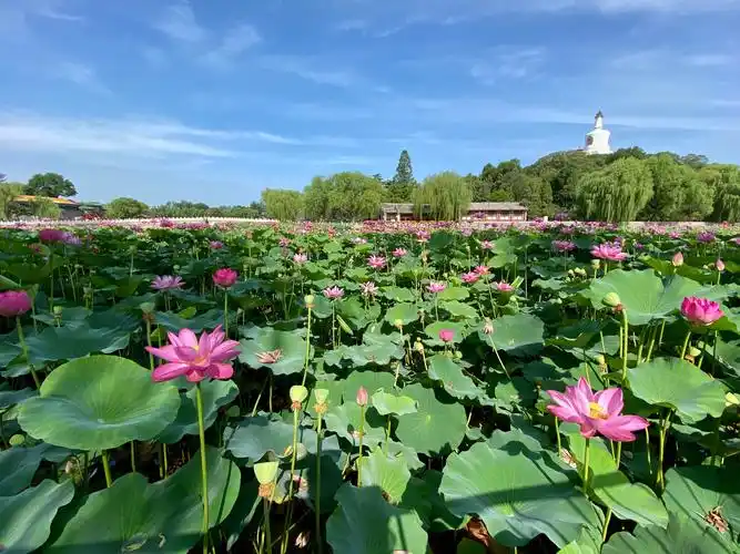 2020北海公园的荷花(续集)作者:孔繁成