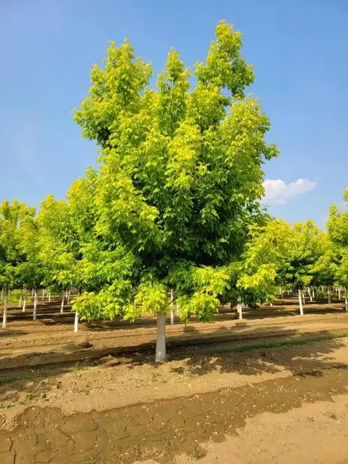 金叶复叶槭价格(复叶槭)(金叶复叶槭)(丛生复叶槭价格)