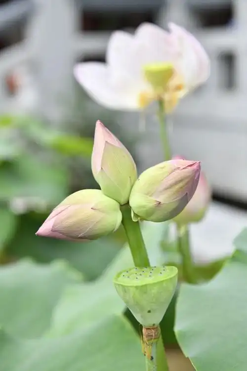 三头并蒂莲花开花败终成蓬