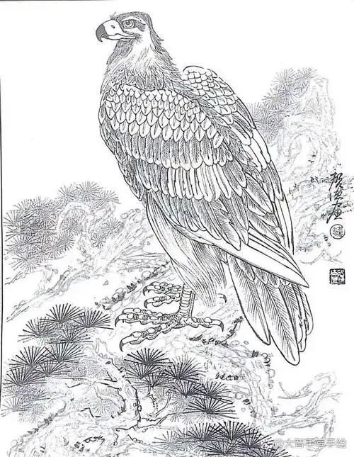 知识创作挑战赛初夏篇#鹰飞九天白描线稿高清大图——雄鹰一翼掠苍穹