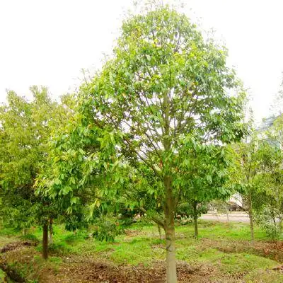 金华乐昌含笑树苗 四季常青 各种规格-金华苗圃欢迎批发