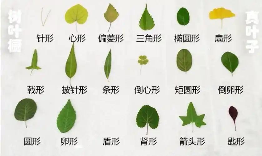 树叶的形状分类