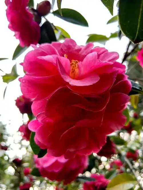 一棵树上的花(山茶花)