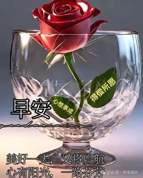 唯美暖心早安问候照片早安漂亮图片问候祝福语句子这个早上好祝福真