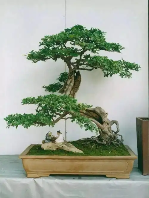 小叶女贞盆景为什么不开花