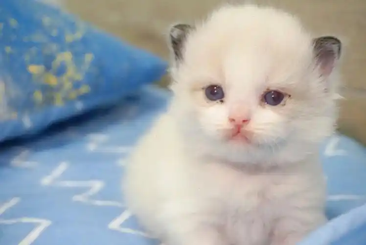 布偶幼猫20天记录