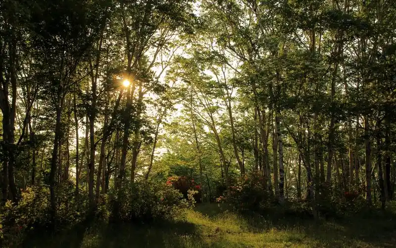 壁纸 夏天,森林,树,太阳光芒,美丽的大自然 2880x1800 hd 高清壁纸,