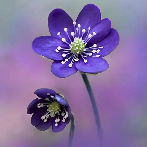 qq头像紫色花朵