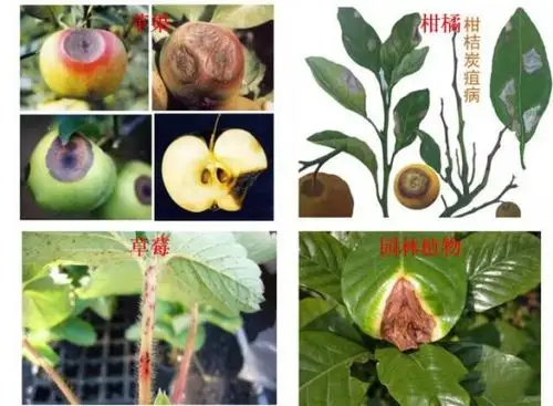 真菌病害到底有哪些?看完就知道