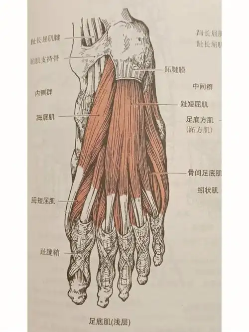 解剖足部足底肌