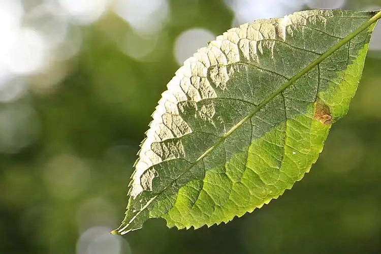 绿色的叶子,植物-回车桌面