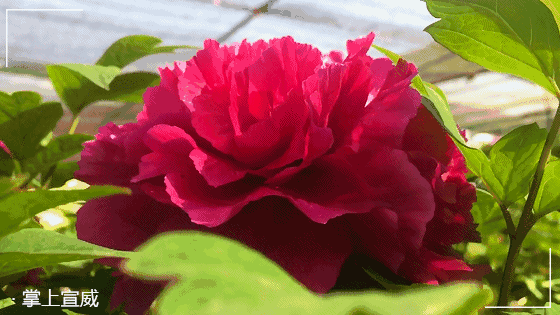 笑颜开想扯哪朵随便扯到时候只要你高兴你望我家嫩多多滴牡丹花忘了他