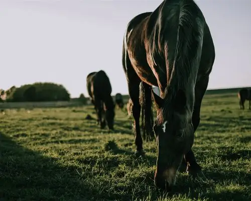 马吃草,喂食 壁纸