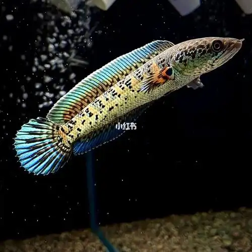 黄金眼镜蛇雷龙