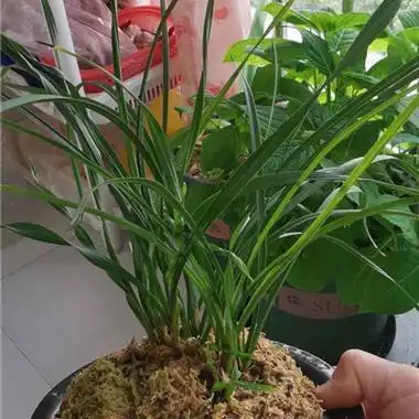 莲瓣兰水晶草,游龙9 - 中国兰花交易网