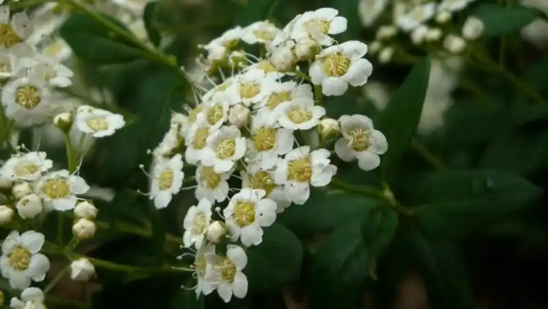 日月峡中草药(560)--绢毛绣线菊2