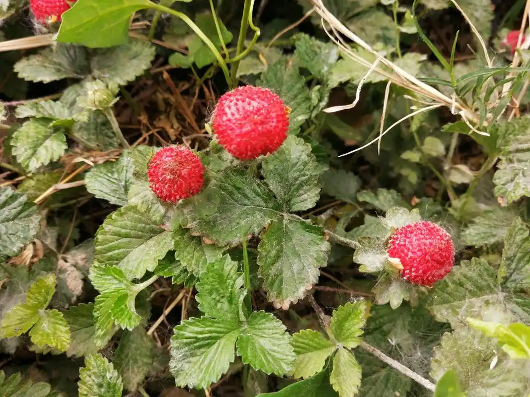 蛇莓:价值很高有草莓味,农村老人却说有毒,是真的吗?