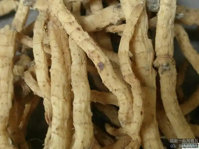 玉竹的根,百合科黄精属植物,中药名亦为玉竹,秋季采挖,洗净,晒至