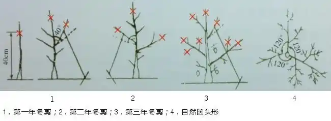 油茶苗种植前三年的整枝修剪方法