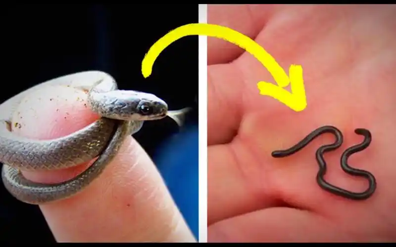 世界上最小的蛇,巴巴多斯线蛇可爱极了,神奇的大自然无奇不有!