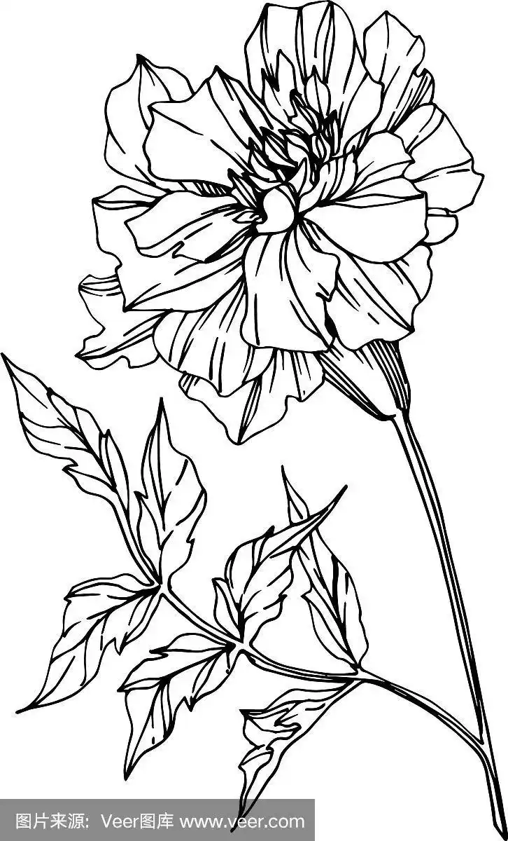 万寿菊花,植物花黑色