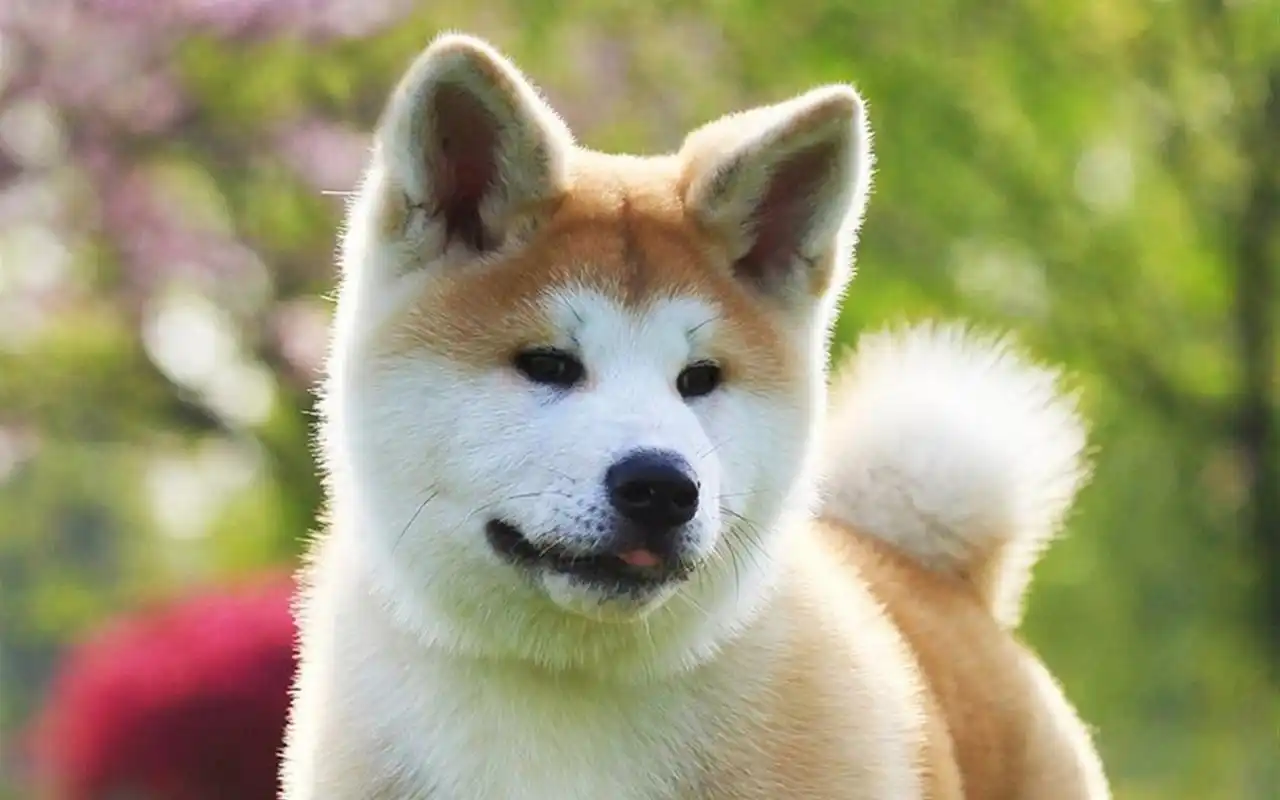 宠物狗秋田犬电脑桌面壁纸秋田犬可爱小狗狗宠物狗萌宠动物