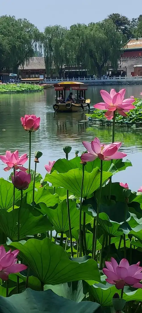 北海公园引进的白洋淀荷花. (美篇习作之1415)