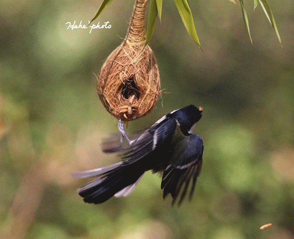 黑龙潭可爱的小鸟动图