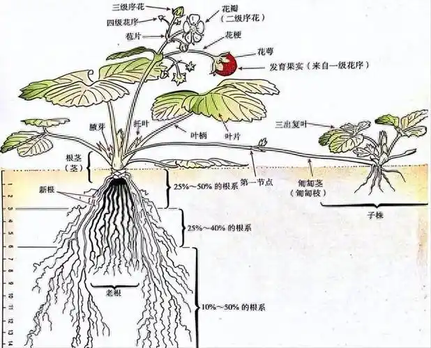 定植后草莓根系的生长是缓苗的关键,根系好能够畅通无阻的吸收养分