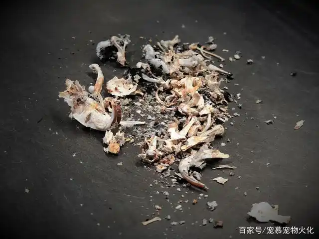 宠慕:宠物火化后,骨灰需要怎么安置?