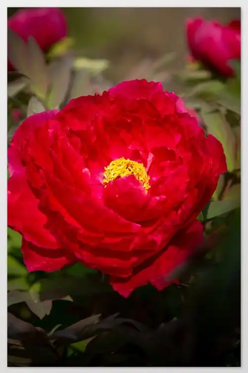 深红色牡丹摄影图片