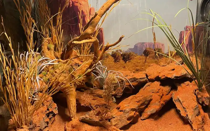 瘤尾守宫澳洲沙漠造景_哔哩哔哩_bilibili