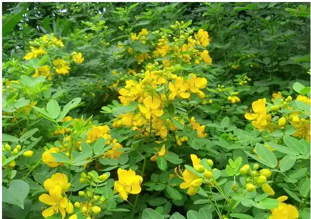 决明子植株全株图片,决明子图片植物图片-图片大观-奇异网