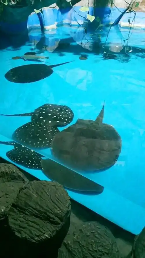 带娃极地海洋世界看鱼之魟鱼又称魔鬼鱼