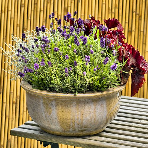 薰衣草种子 绿园花开春播秋播狭叶紫色香草花 阳台盆栽多年生耐寒