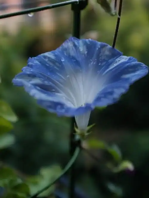 牵牛花休养了一天又开花了