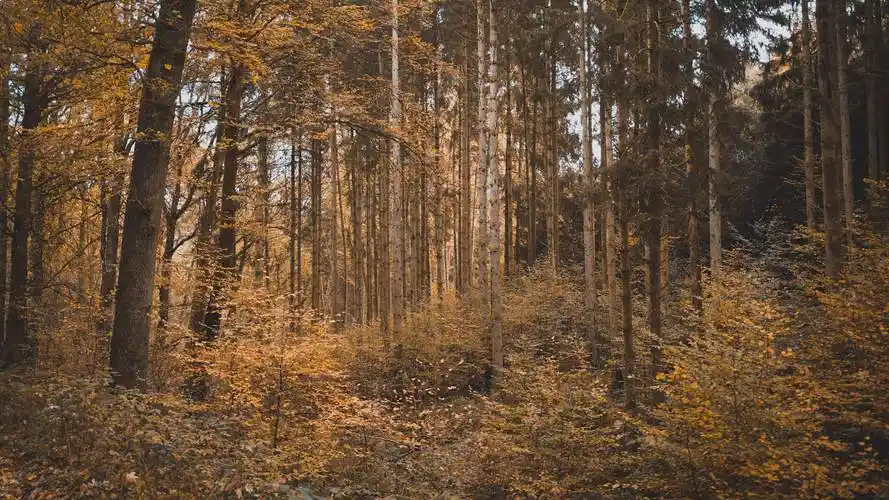 金黄的落叶,唯美的秋季树林高清壁纸图片 落叶,森林,树林
