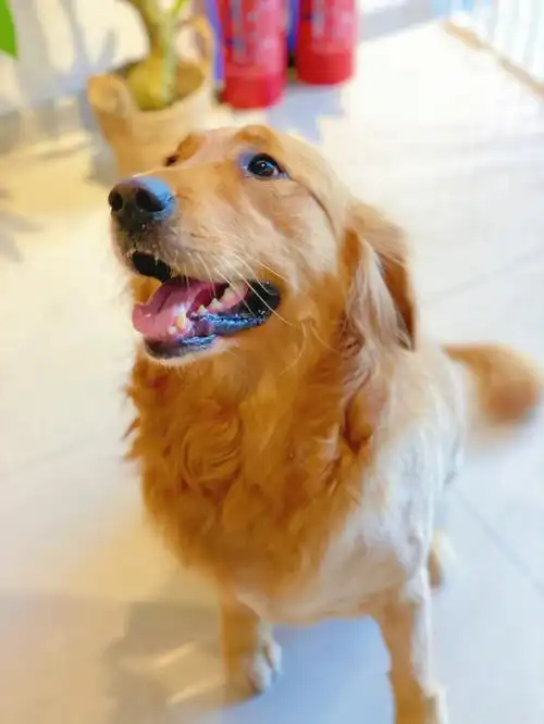 金毛:小q造型清爽一夏61金毛造型|东营宠物店|西城