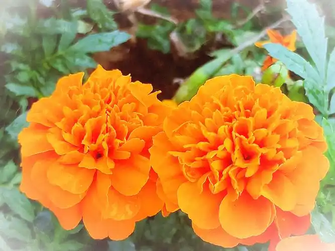 万寿菊花,花佑健康