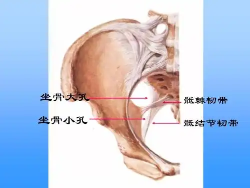 坐骨大孔 坐骨小孔 骶棘韧带 骶结节韧带